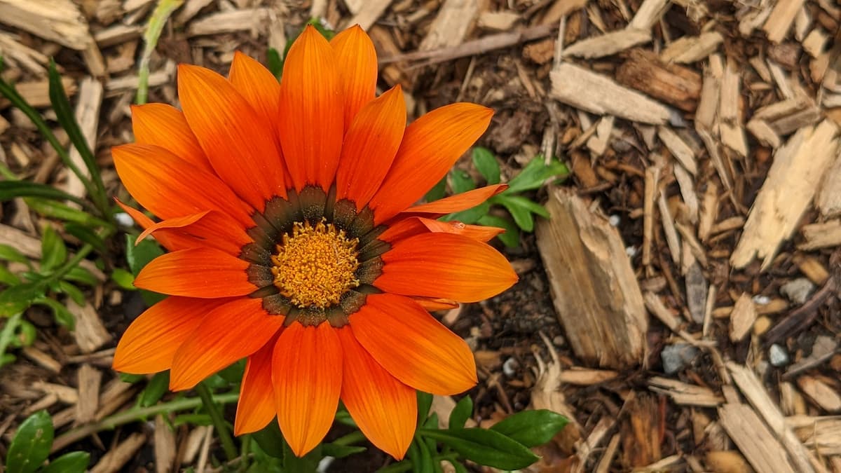 Houtsnippers (verhakselde houtkernen) en kleingemaakt snoeihout zijn een goede mulch voor onder struiken en vaste planten Houtsnippers (verhakselde houtkernen) en kleingemaakt snoeihout zijn een goede mulch voor onder struiken en vaste planten