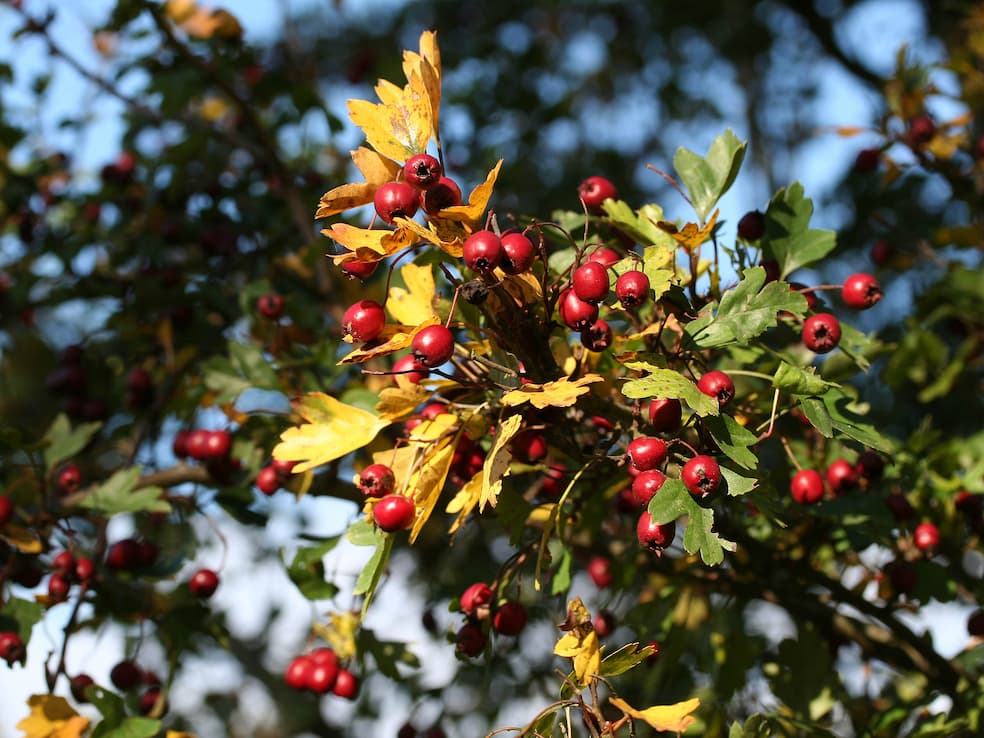Herfstverkleuring en bessen van de eenstijlige meidoorn Herfstverkleuring en bessen van de eenstijlige meidoorn