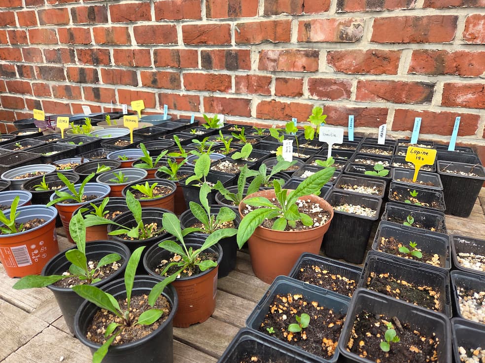 Buiten zaaien in potjes geeft meer controle over het kiemproces en laat je toe om de jonge plantjes te leren herkennen Buiten zaaien in potjes geeft meer controle over het kiemproces en laat je toe om de jonge plantjes te leren herkennen