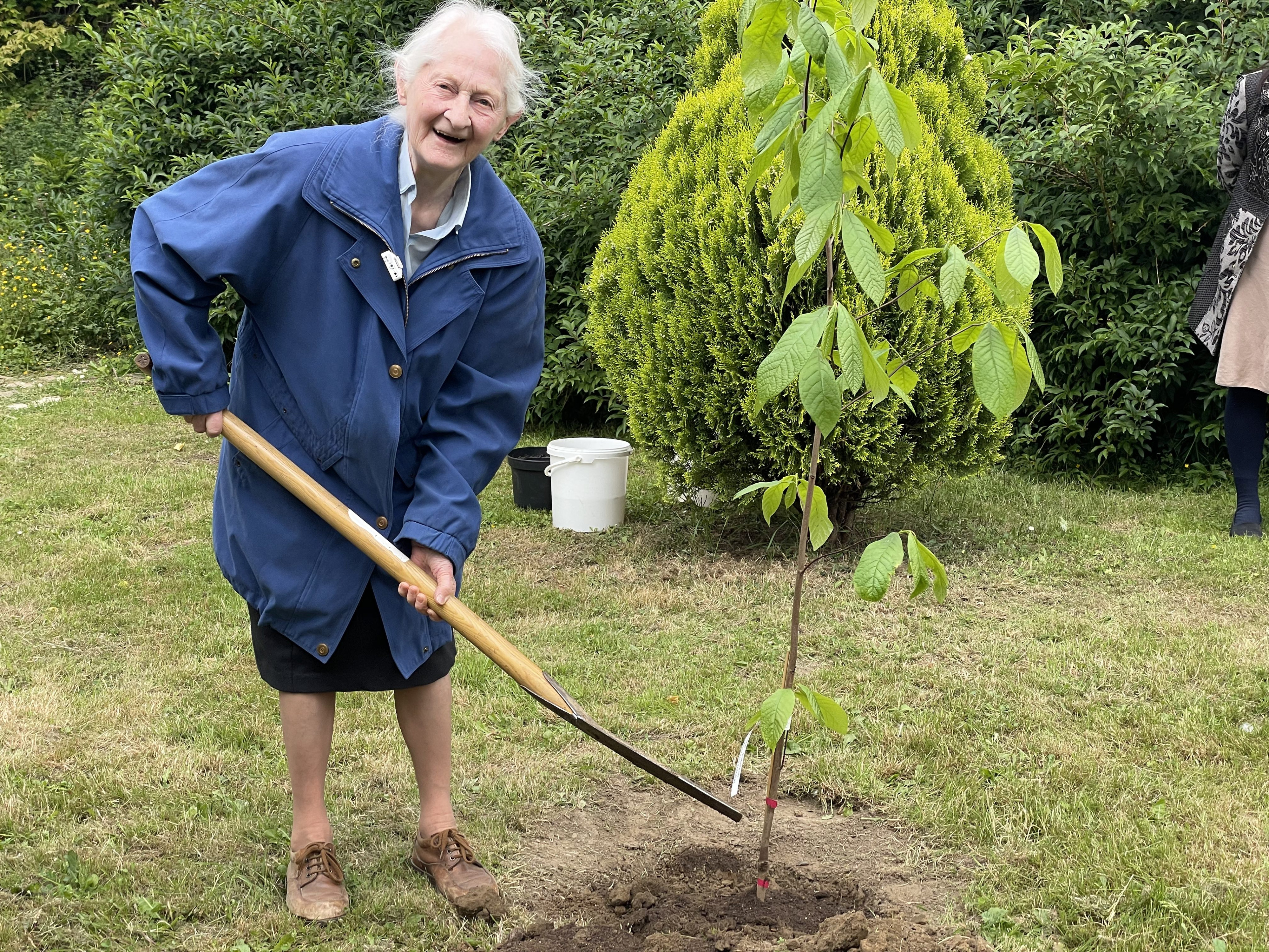 Zuster Harlindis plant een pawpawboom in haar adembenemende bomenpark in Het Schrijn, Herent. Zuster Harlindis plant een pawpawboom in haar adembenemende bomenpark in Het Schrijn, Herent.