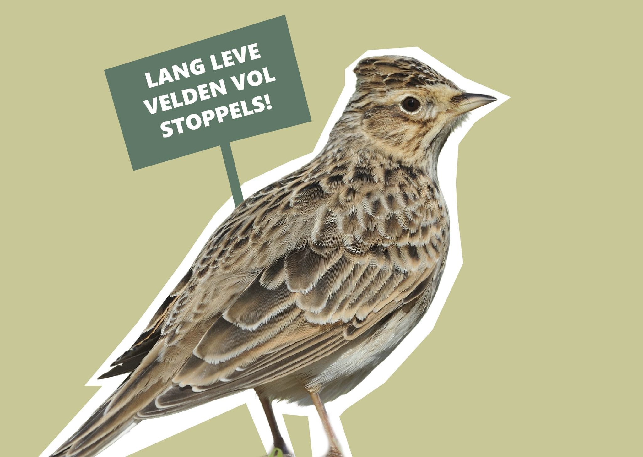 Wordt de veldleeuwerik Vogel van het jaar? Het was de lievelingsvogel van Sint Franciscus. Afbeelding van veldleeuwerik met bordje: 'Lang leve velden vol stoppels'