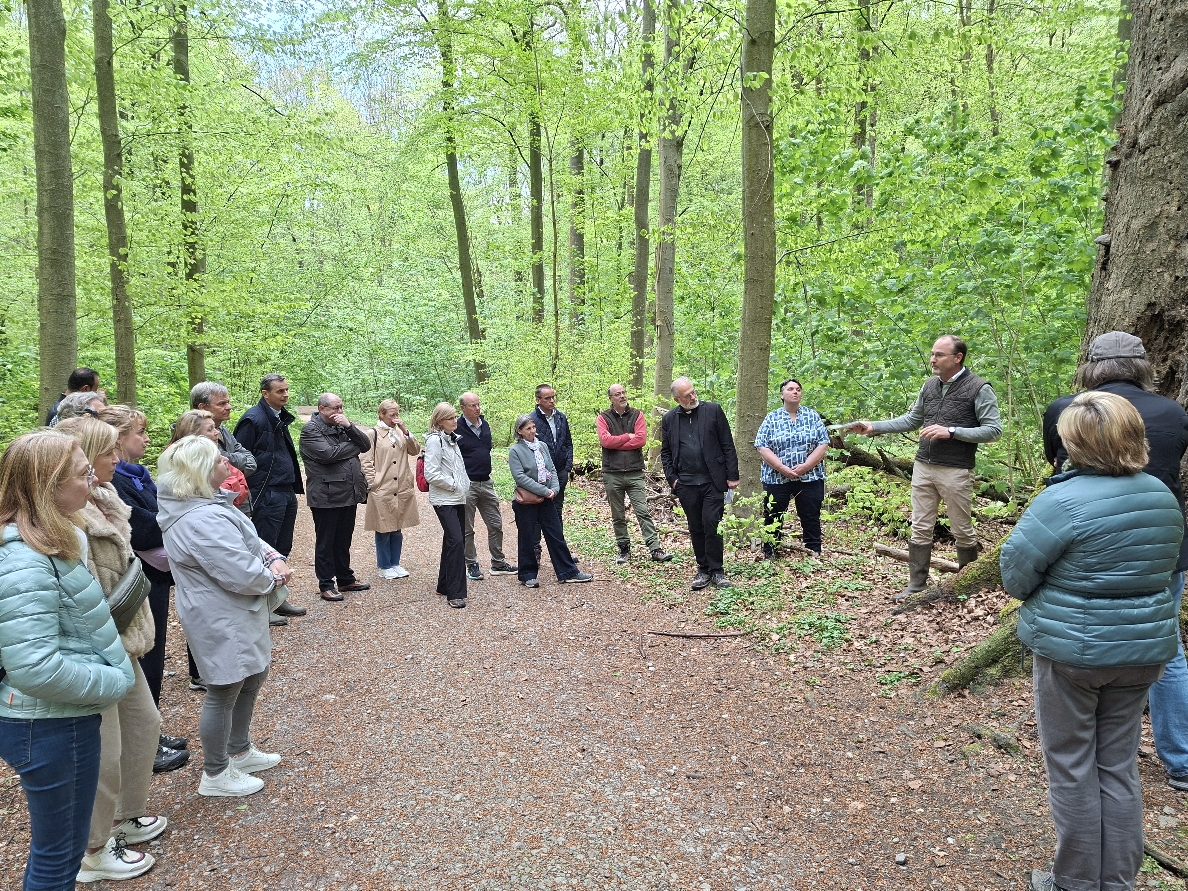 Wandeling in het Zoniënwoud waar de machtige beuken een natuurlijke kathedraal vormen