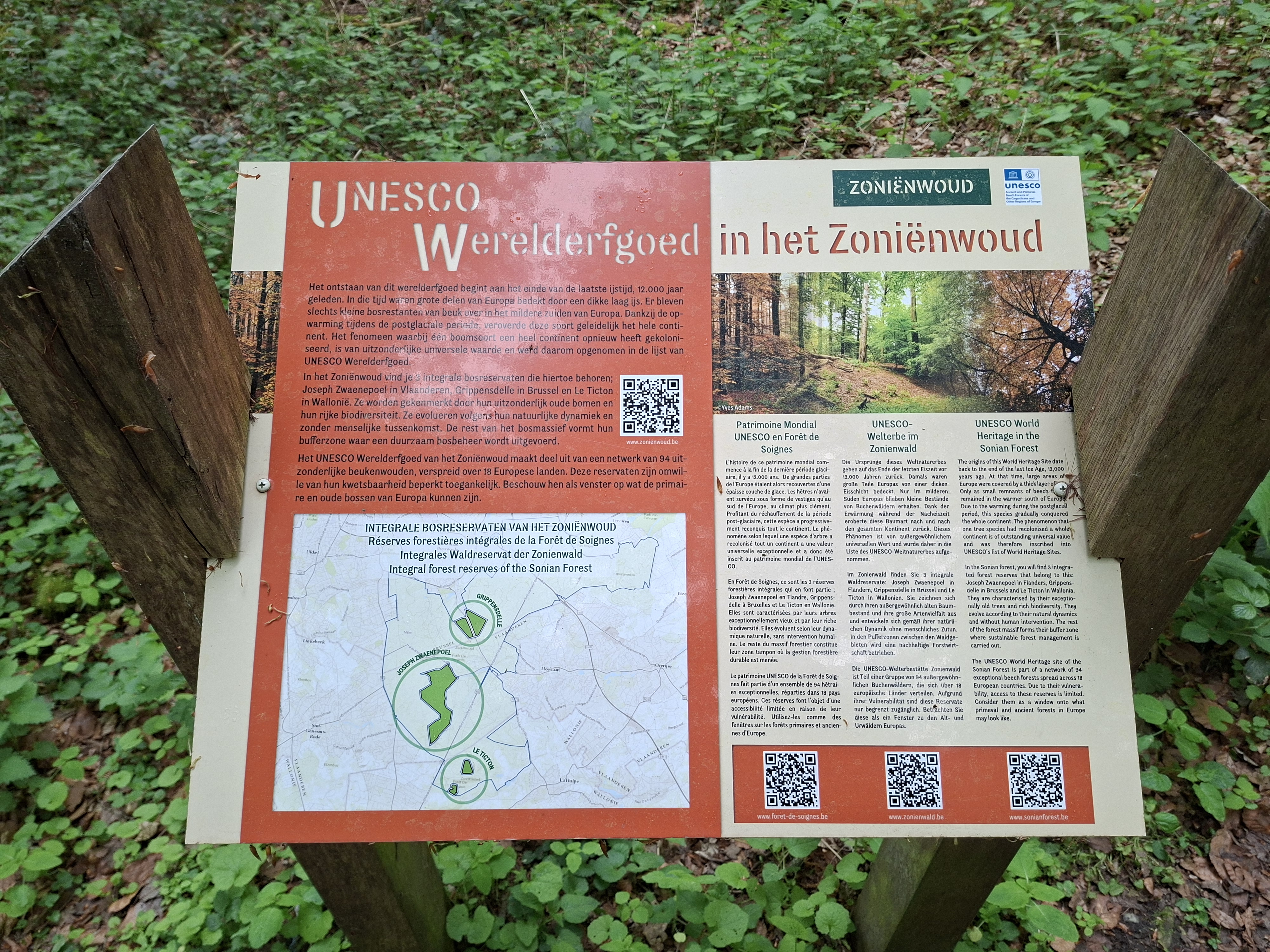 Het Zoniënwoud: een unieke groene long en werelderfgoed in de zuidrand van Brussel