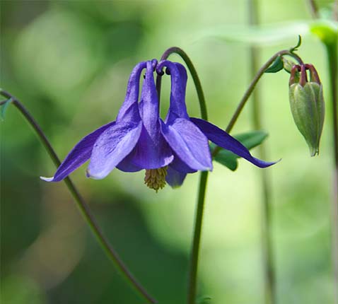 Wilde akelei - Aquilegia vulgaris