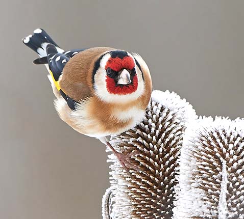 De putter (Carduelis carduelis) is in de winter afhankelijk van gedroogde zaaddozen, hier berijpte restanten van de kaardebol (Dipsacus fullonum) De putter (Carduelis carduelis) is in de winter afhankelijk van gedroogde zaaddozen, hier berijpte restanten van de kaardebol (Dipsacus fullonum)