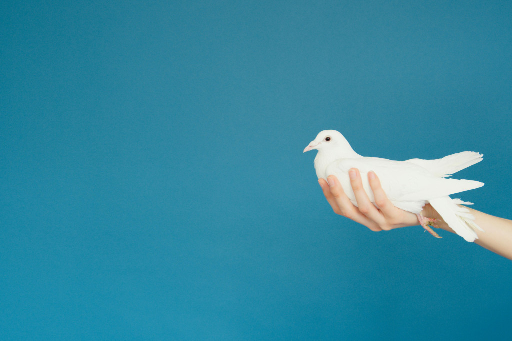 witte duif in een hand tegen helblauwe achtergrond