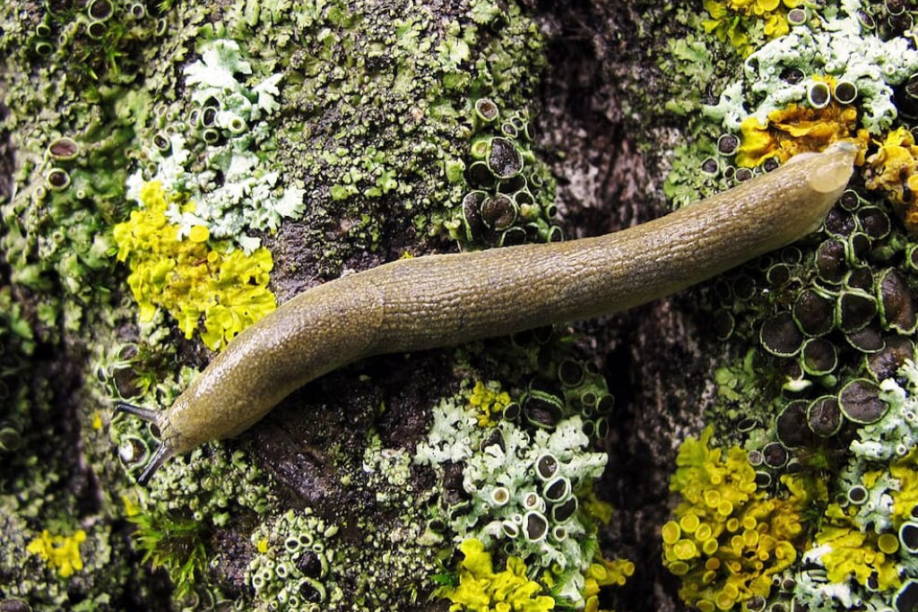 Tuiniers zijn als de dood voor naaktslakken, terwijl lang niet alle soorten levende planten eten, zoals deze lichte aardslak (Limacus flavus) die vooral dode plantenresten en schimmels eet – een nuttige opruimer in je tuin Tuiniers zijn als de dood voor naaktslakken, terwijl lang niet alle soorten levende planten eten, zoals deze lichte aardslak (Limacus flavus) die vooral dode plantenresten en schimmels eet – een nuttige opruimer in je tuin