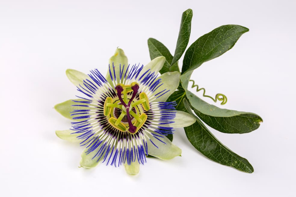 Passiflora incarnata is één van de 400 soorten passiebloemen, allemaal klimplanten die afkomstig zijn van Midden- en Zuid-Amerika