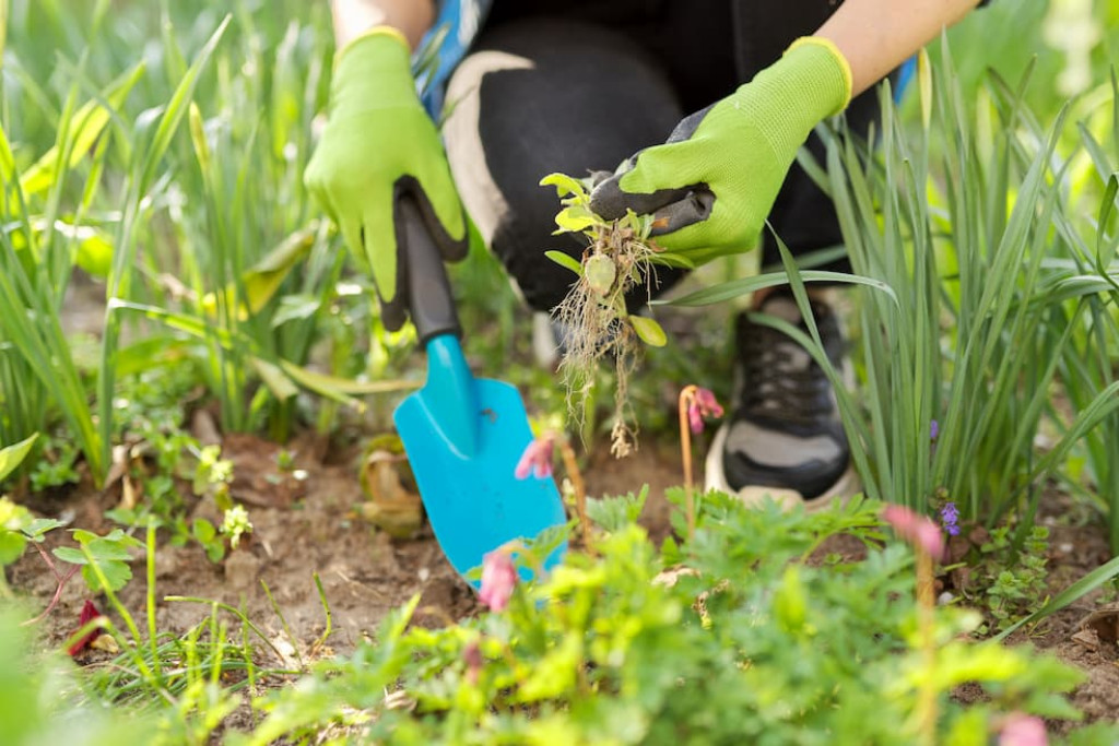Wortelonkruiden (zoals paardenbloem, kweekgras, haagwinde, grote brandnetel) kan je het beste met een schopje uit de grond wippen en verwijderen met wortel en al