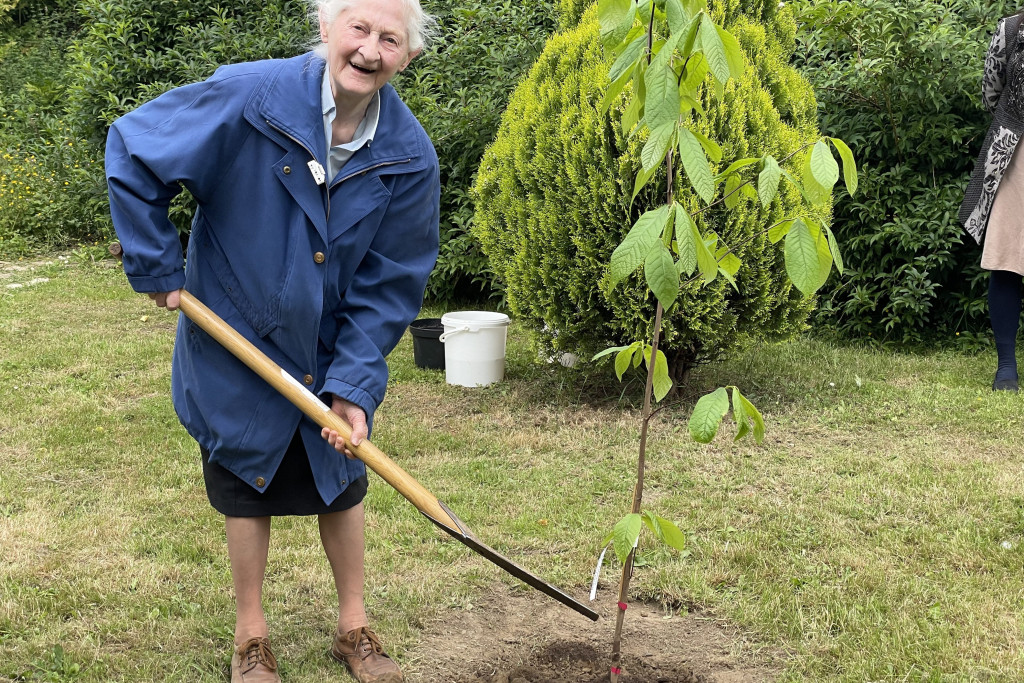 Zuster Harlindis plant een pawpawboom in haar adembenemende bomenpark in Het Schrijn, Herent.
