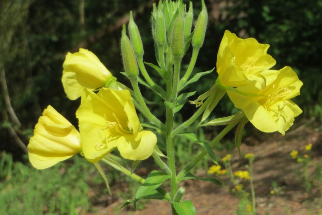 Teunisbloem – Oenothera biennis: volle grond, lichtkiemer