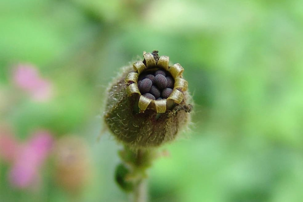 Zaaddozen en zaden zijn vaak echte kunstwerkjes, hier de dagkoekoeksbloem – Silene dioica