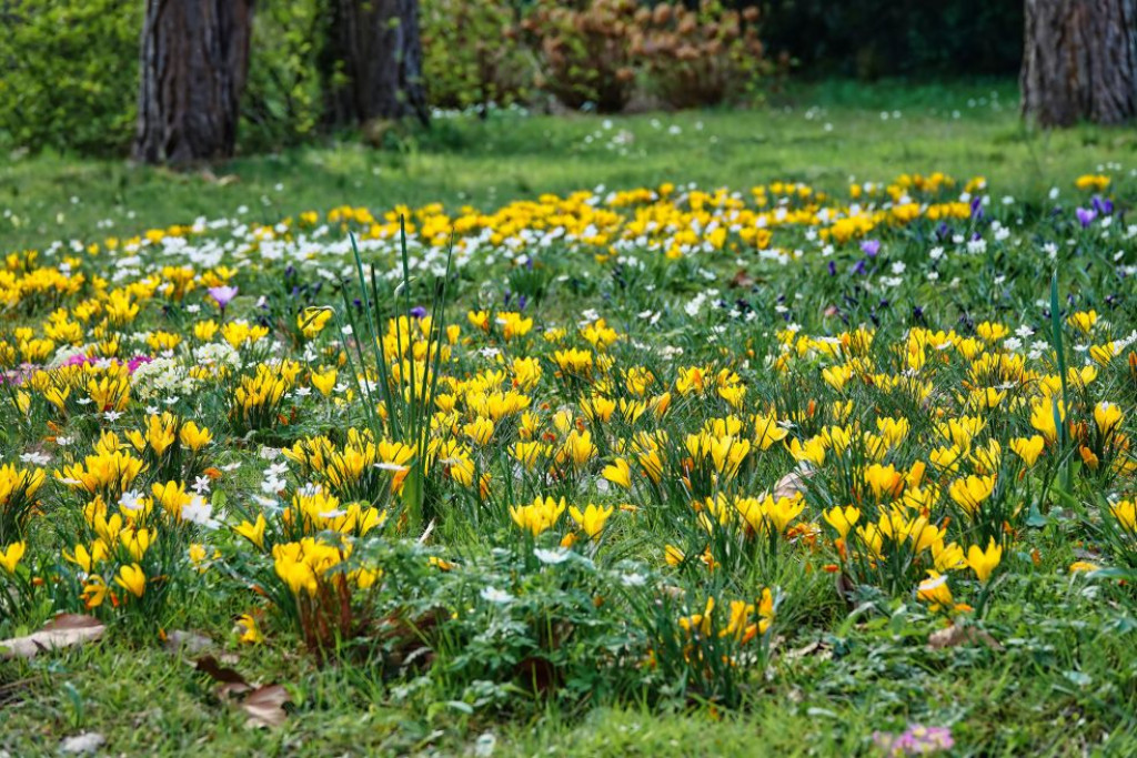 Bollengrasland met gele krokussen