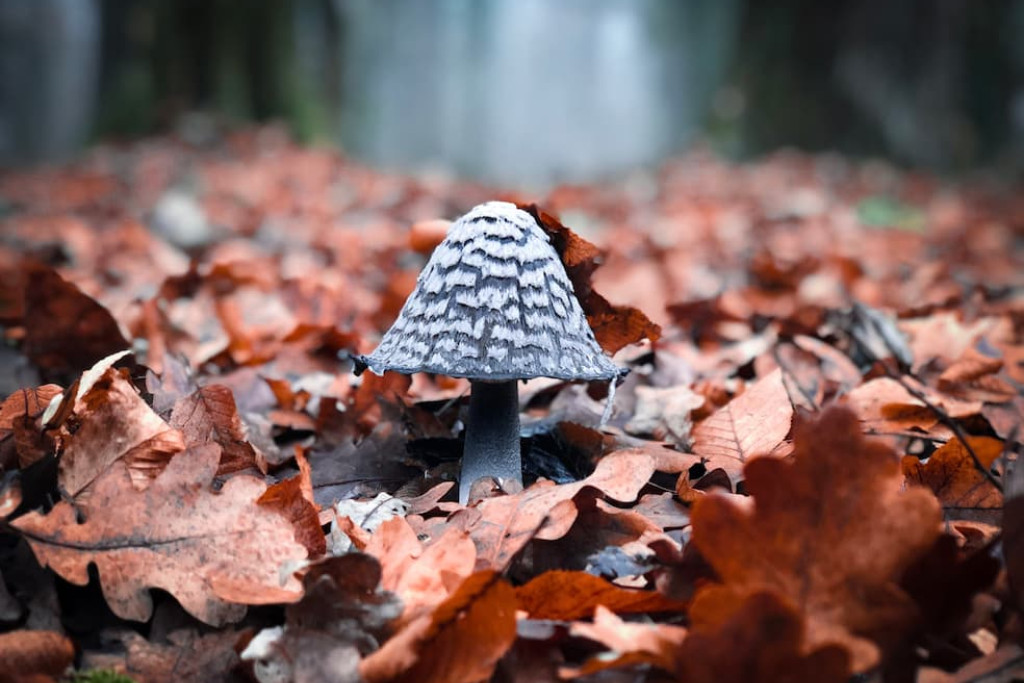 Herfstgeur is een complexe chemische cocktail, maar twee stoffen springen er toch uit: geosmine en octenol 