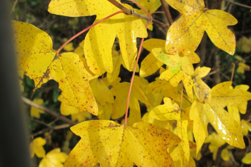 Veldesdoorn of Spaanse aak – Acer campestre Veldesdoorn of Spaanse aak – Acer campestre