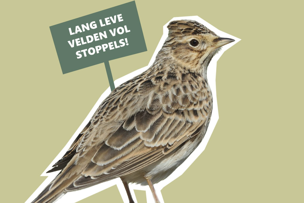 Afbeelding van veldleeuwerik met bordje: 'Lang leve velden vol stoppels'