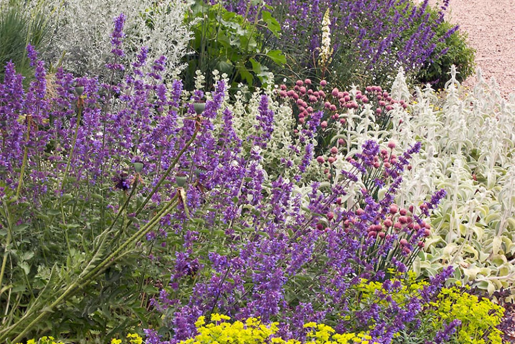 De Gravel Garden die Beth Chatto in Essex (Engeland) aanlegde op een voormalig parkeerterrein met kiezels – en die nooit wordt begoten – is een toonbeeld van het principe: de juiste plant op de juiste plaats