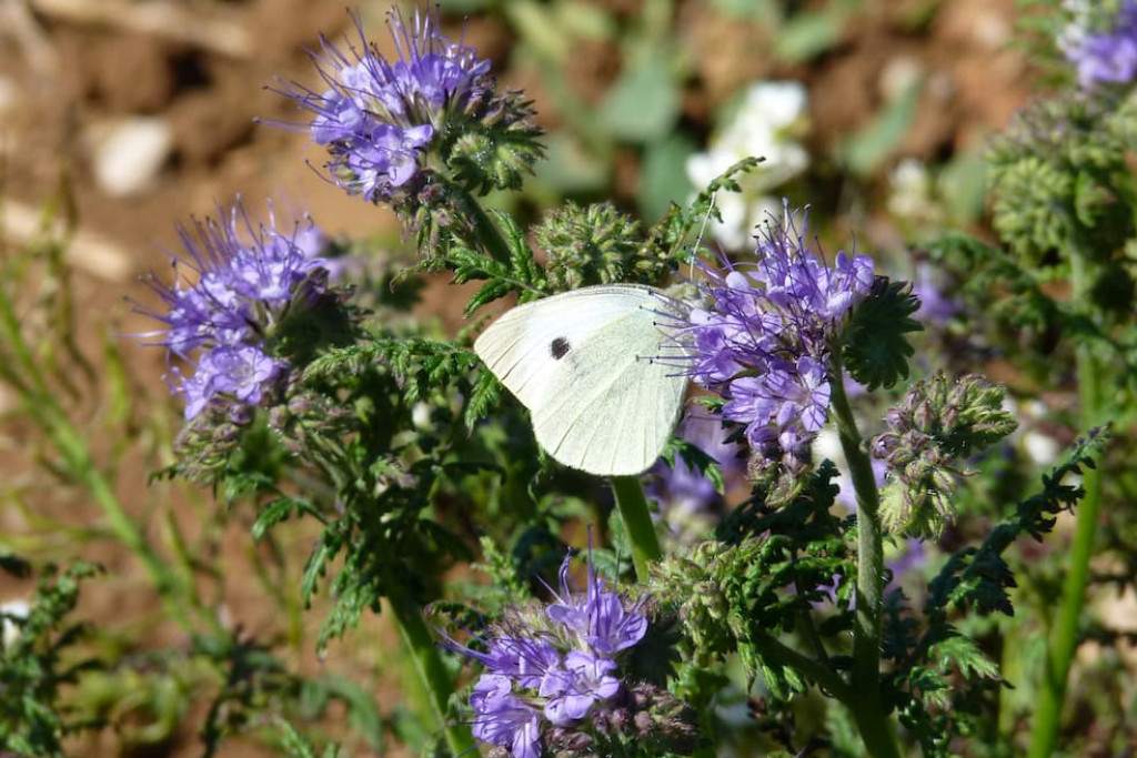 Laat lege bedden niet kaal de winter ingaan. Zaai bijvoorbeeld een groenbemester zoals deze facelia (Phacelia tanacetifolia)