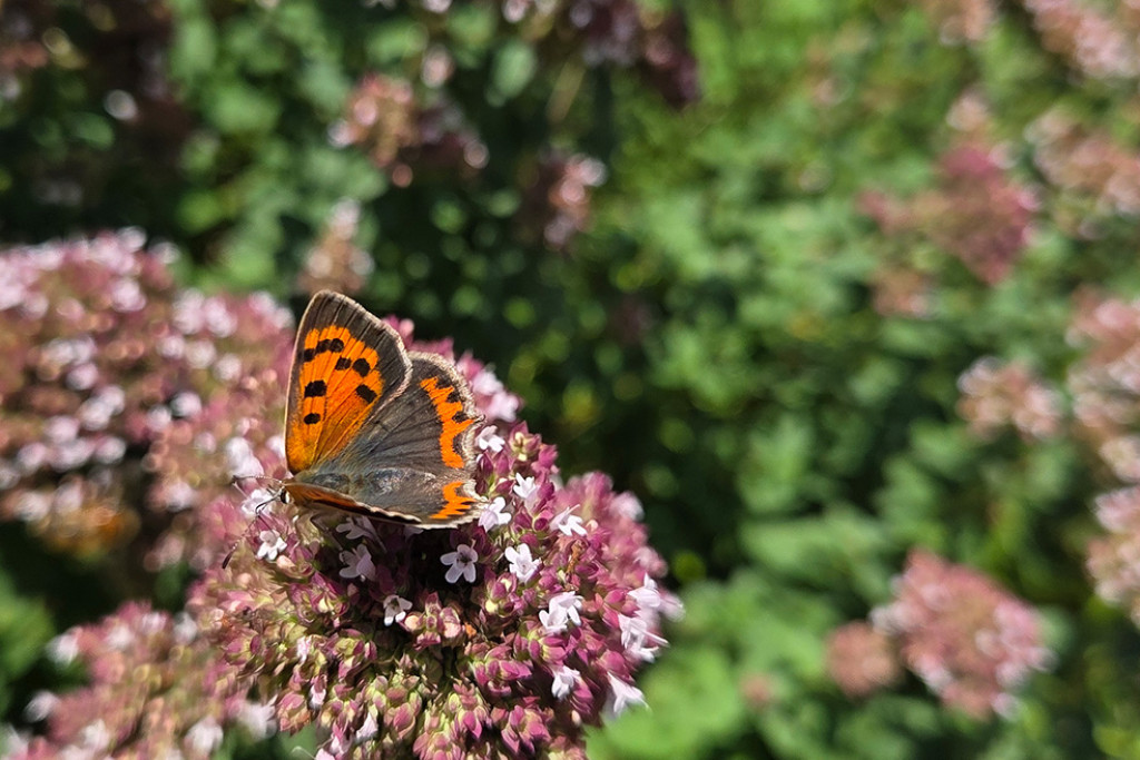 Vuurvlinder (Lycaena phlaeas) drinkt nectar van wilde marjolein (Origanum vulgare). Deze droogteresistente plant is gemakkelijk te kweken en trekt in de zomer veel bestuivers aan. 