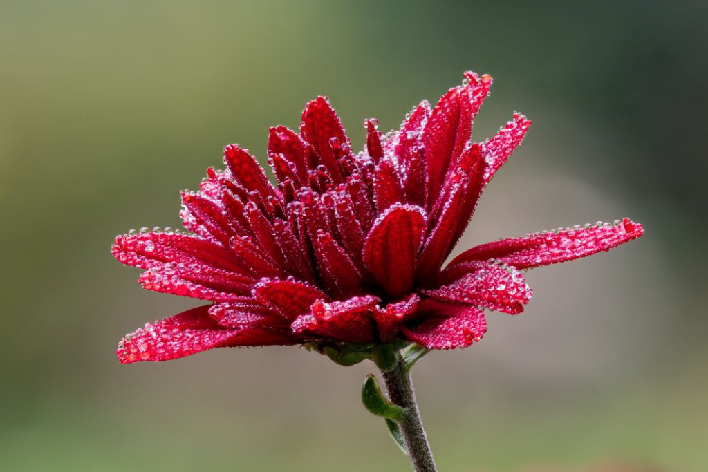 Chrysant - Chrysanthemum × morifolium