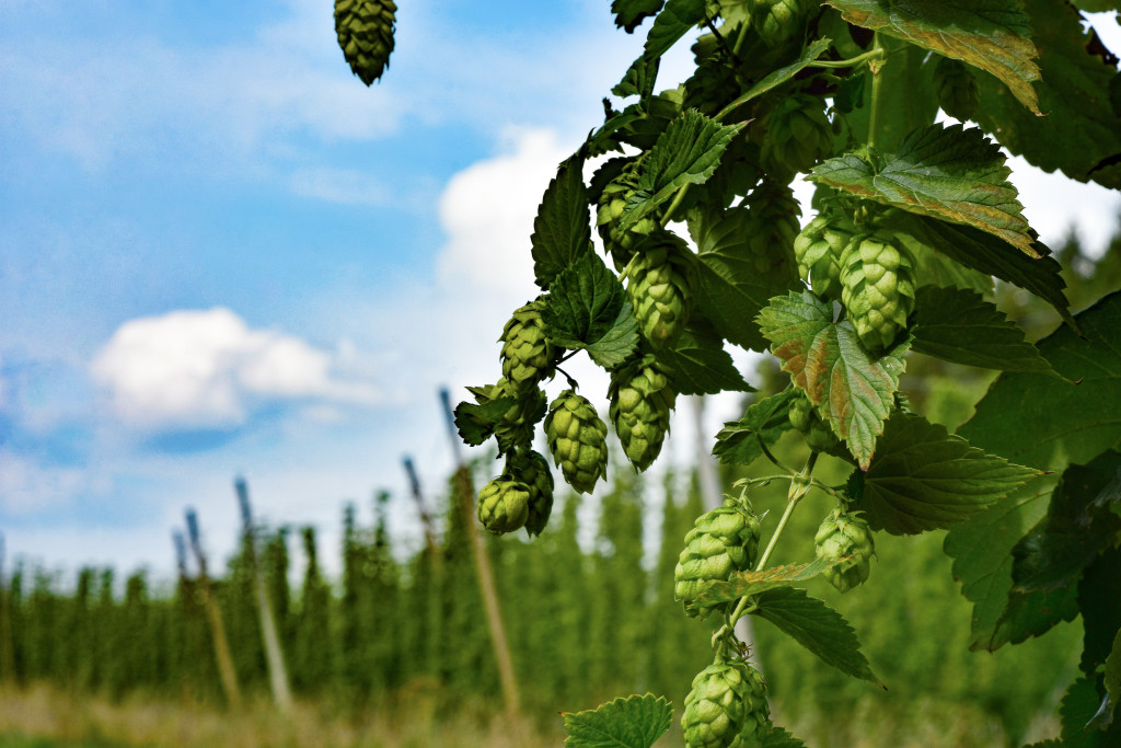 Hopteelt is een bijzondere en arbeidsintensieve vorm van landbouw met snelgroeiende klimplanten. De 'hopbellen' worden gebruikt om bier te bitteren en te aromatiseren.