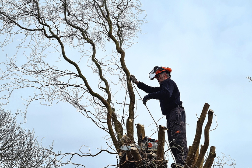 Het knotten van wilgen is een van Georges’ lievelings­activiteiten. © Carlos Goegebeur