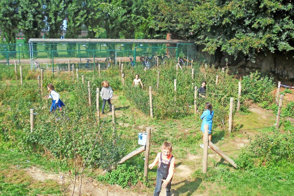 Leerlingen van de basisschool genieten van het doolhof op hun speelplaats. © VBS De Knipoog