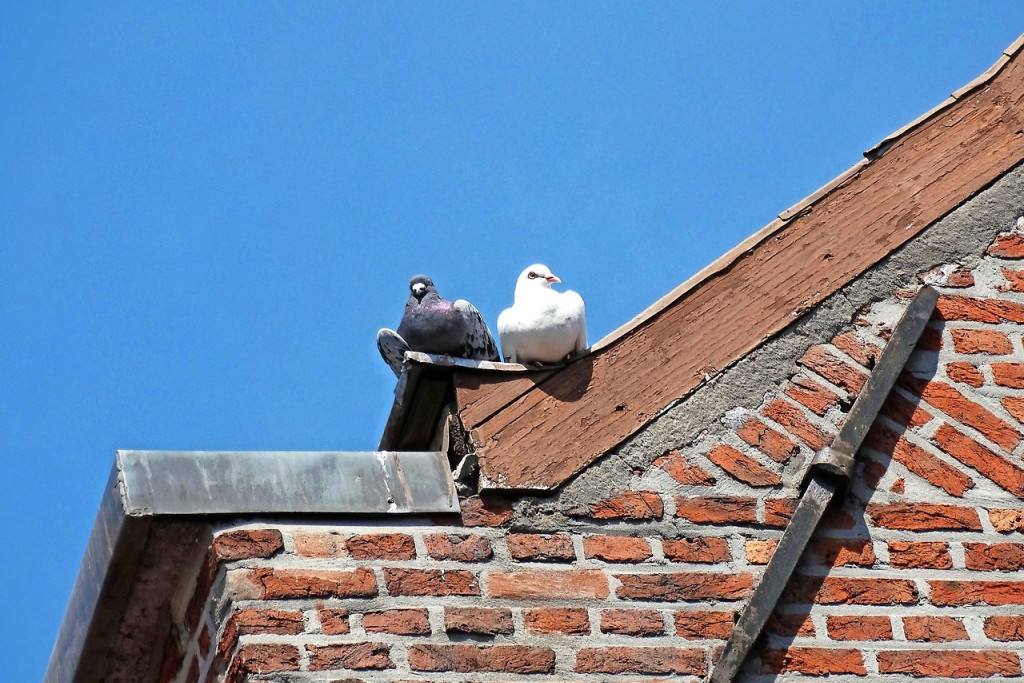 Broederlijk naast elkaar op de nok van de Onze-Lieve-Vrouw Geboortekerk in Lint. © Ilse Van Halst