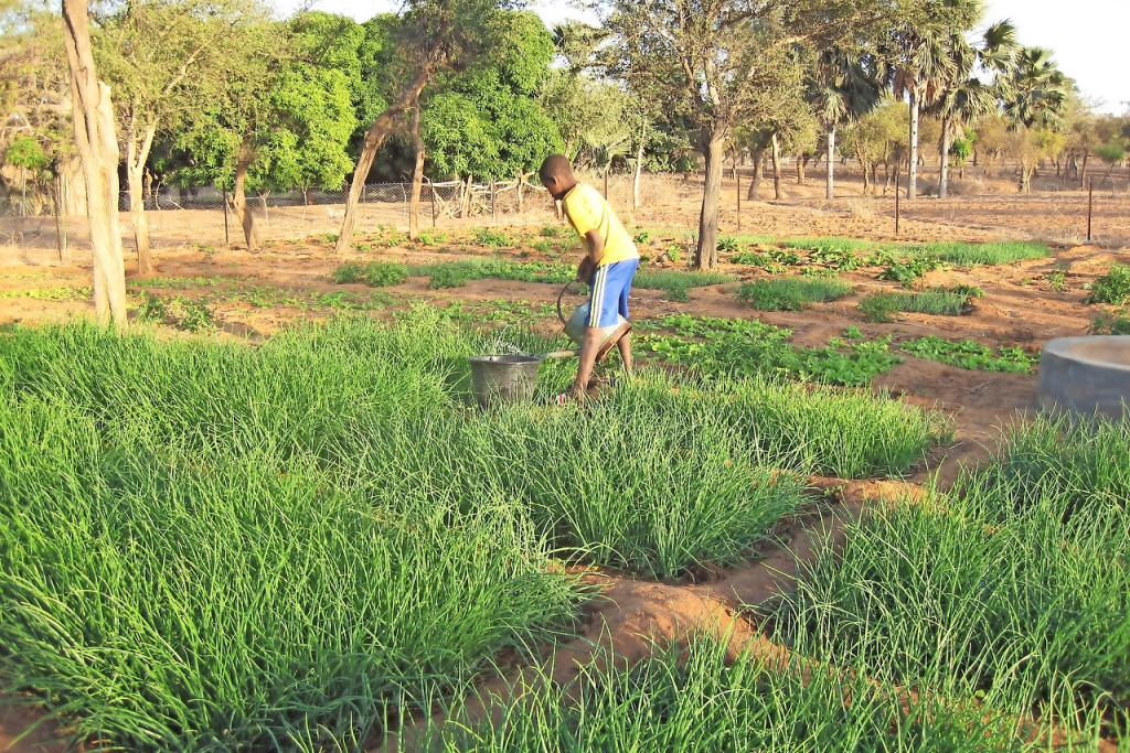 Planten worden in diepe bedden gezaaid om het water zoveel mogelijk vast te houden. © Gardens of Life