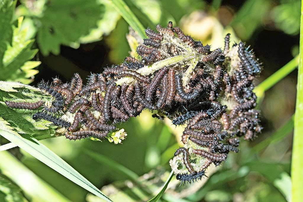 Heel wat vlindersoorten verkiezen een bepaald soort plant om hun eitjes erop af te zetten. © Image Select Heel wat vlindersoorten verkiezen een bepaald soort plant om hun eitjes erop af te zetten. © Image Select