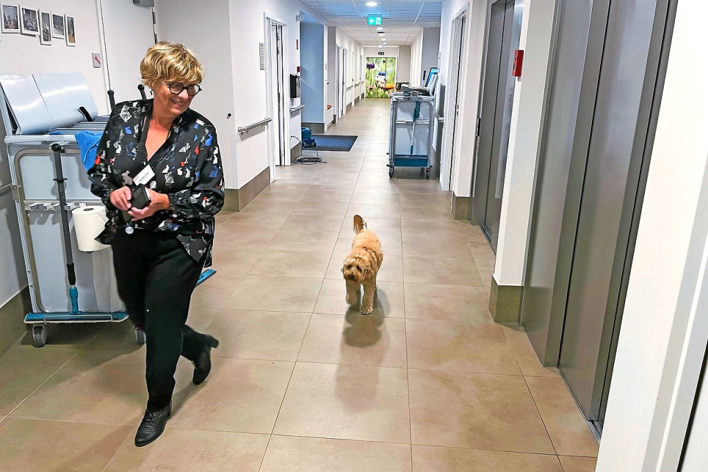 Labradoedel Fido voelt zich helemaal thuis in het woon-zorgcentrum. © Christof Bouweraerts Labradoedel Fido voelt zich helemaal thuis in het woon-zorgcentrum. © Christof Bouweraerts