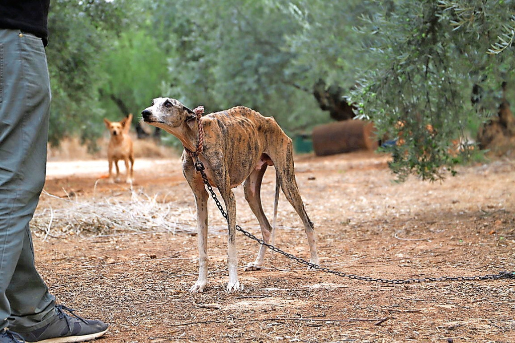 Zodra windhonden in Spanje hun toppunt voorbij zijn, worden ze doorgaans brutaal afgemaakt of gedumpt om de hongerdood te sterven. © Galgos del Sur Zodra windhonden in Spanje hun toppunt voorbij zijn, worden ze doorgaans brutaal afgemaakt of gedumpt om de hongerdood te sterven. © Galgos del Sur