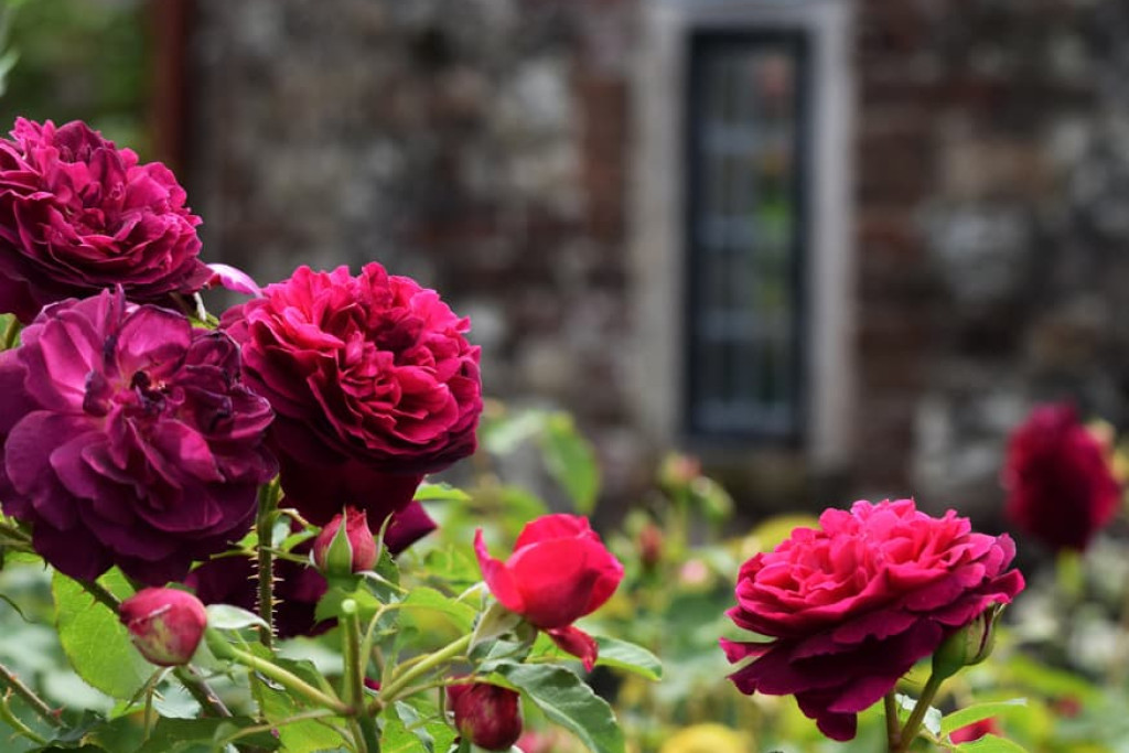 Roos - Rosa Roos - Rosa