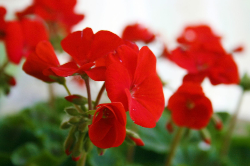 Bloemen van een heilige Bloemen van een heilige