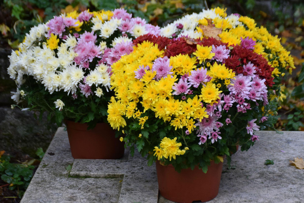 Chrysanten op het kerkhof Chrysanten op het kerkhof