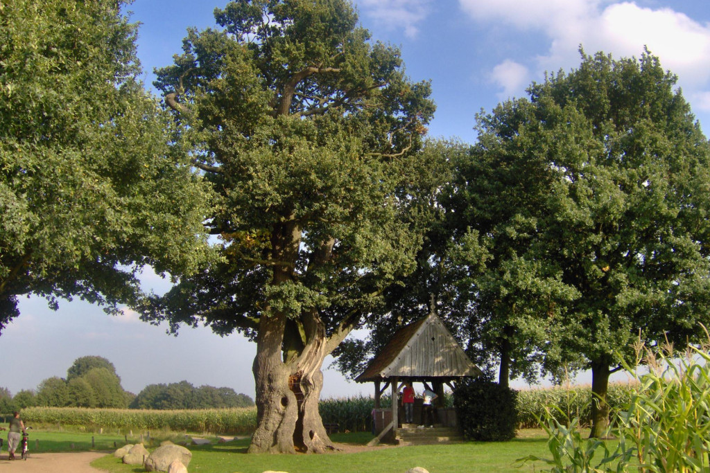 Kroezeboom in Fleringen.
