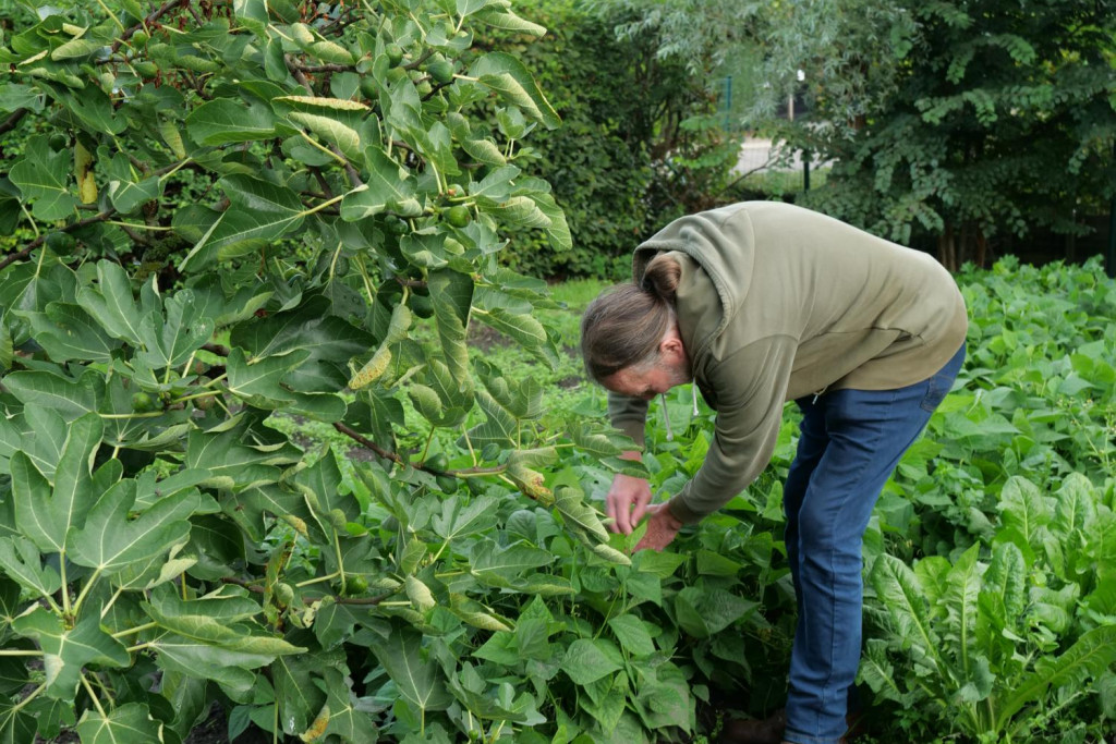 Karel Malfliet plukt boontjes uit zijn moestuin