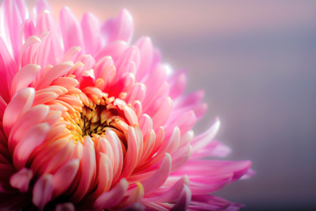 Chrysanten, onlosmakelijk verbonden met Allerheiligen.