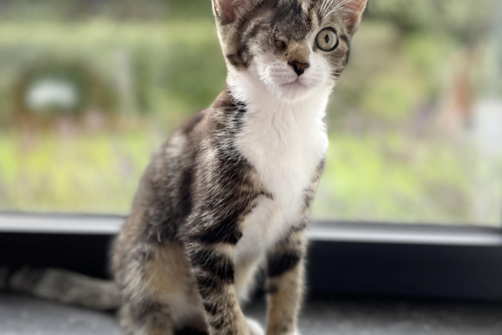‘’Denk je nu echt dat de Bijbel de oplossing is voor het probleem van Coco en de kat?’, klinkt het droogjes.’