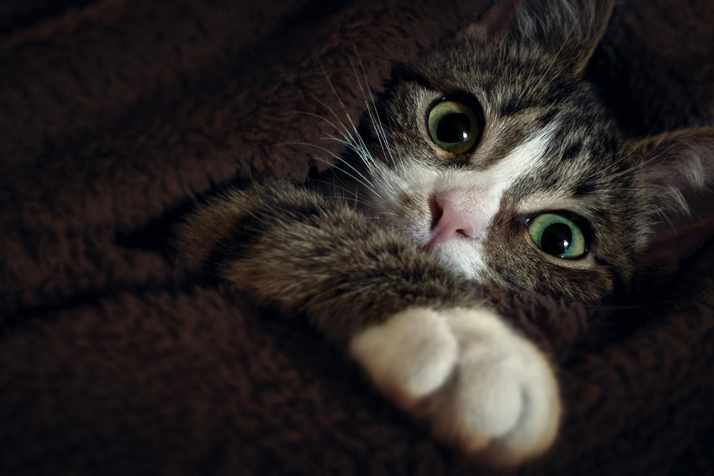'Ik heb ooit eens gelezen dat katten enkel miauwen naar mensen en niet naar soortgenoten.' 