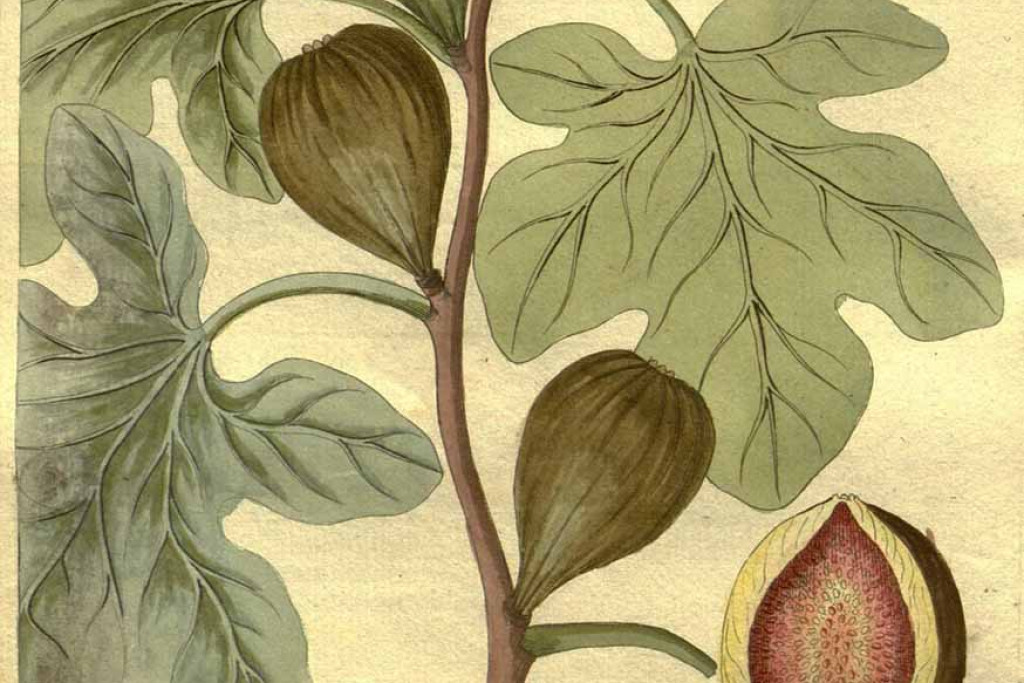 Vijg - Ficus carica