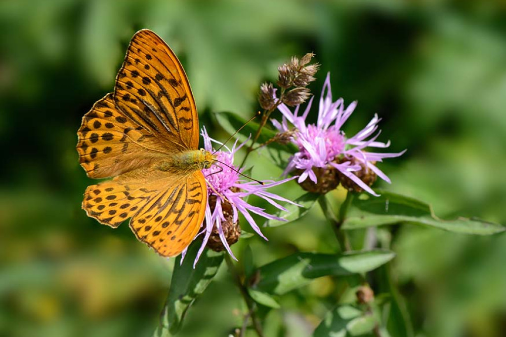 Keizersmantel (Argynnis paphia) laaft zich aan de nectar van het knoopkruid (Centaurea jacea)
