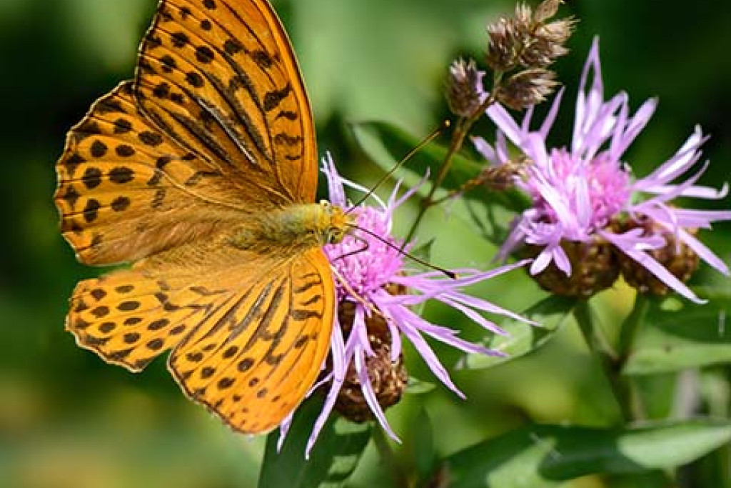 Keizersmantel (Argynnis paphia) laaft zich aan de nectar van het knoopkruid (Centaurea jacea) Keizersmantel (Argynnis paphia) laaft zich aan de nectar van het knoopkruid (Centaurea jacea)