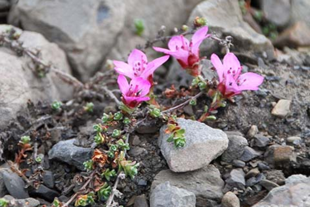 Rode steenbreek (Saxifraga oppositifolia): leven breekt door de rotsen in Spitsbergen, Noorwegen