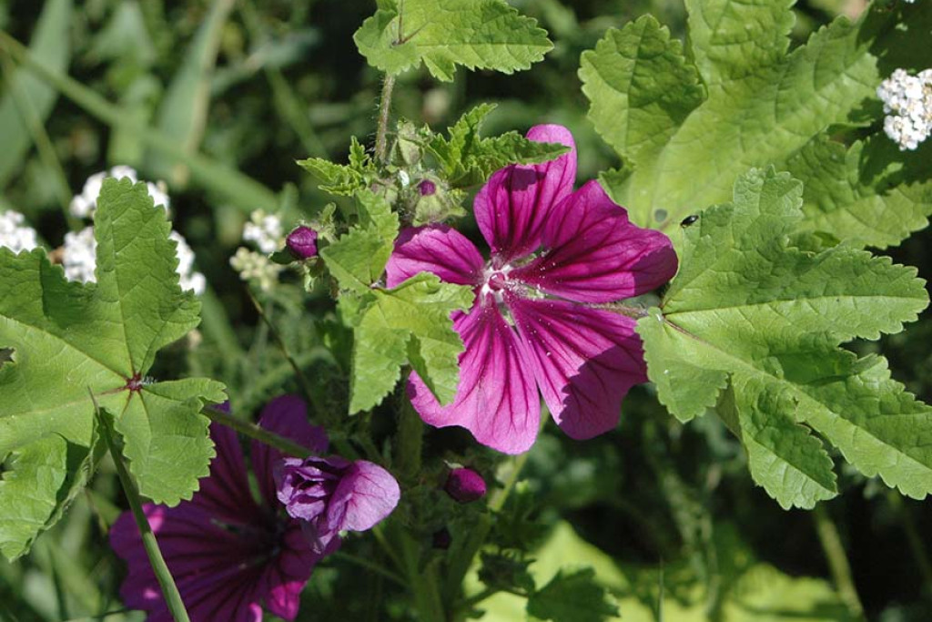 Je herkent groot kaasjeskruid aan de handvormige bladeren en de gestreepte magenta (soms roze) bloemen