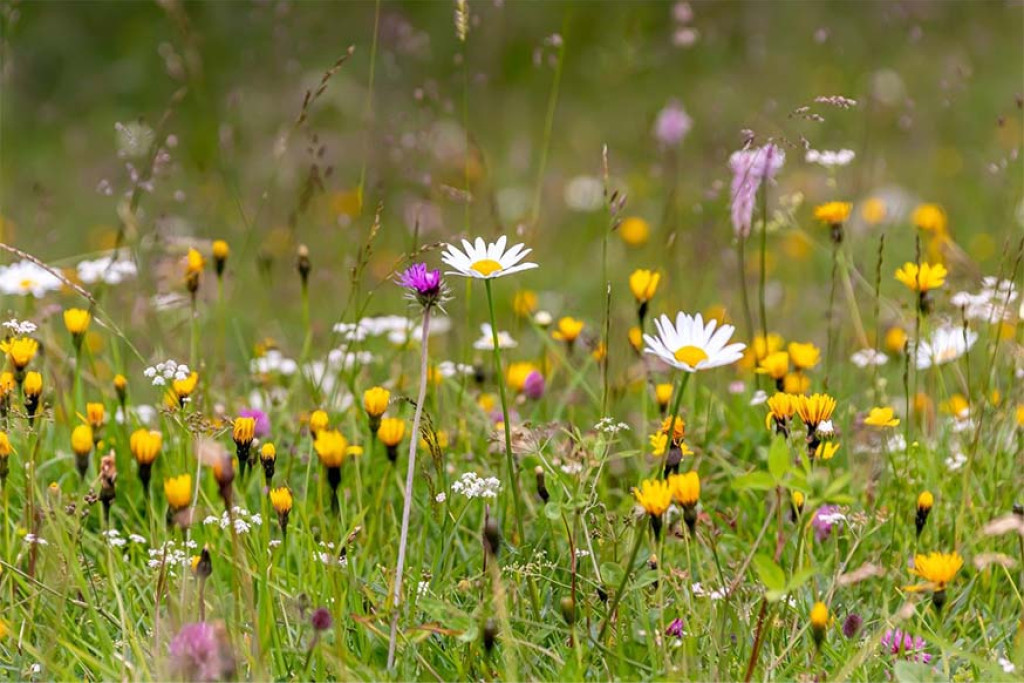 Wilde bloemenweide Wilde bloemenweide
