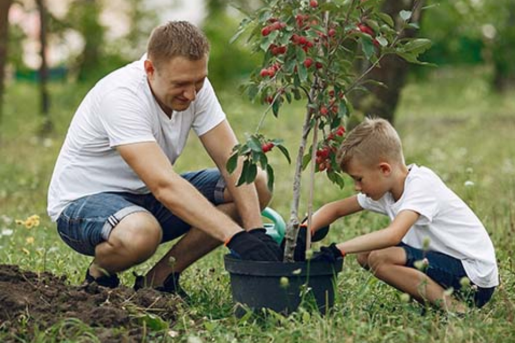 Welke boom kiezen voor je tuin? Wanneer en hoe plant je een boom?