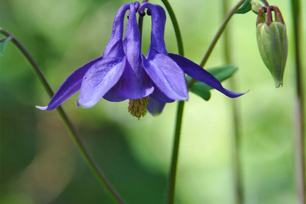 Wilde akelei - Aquilegia vulgaris Wilde akelei - Aquilegia vulgaris