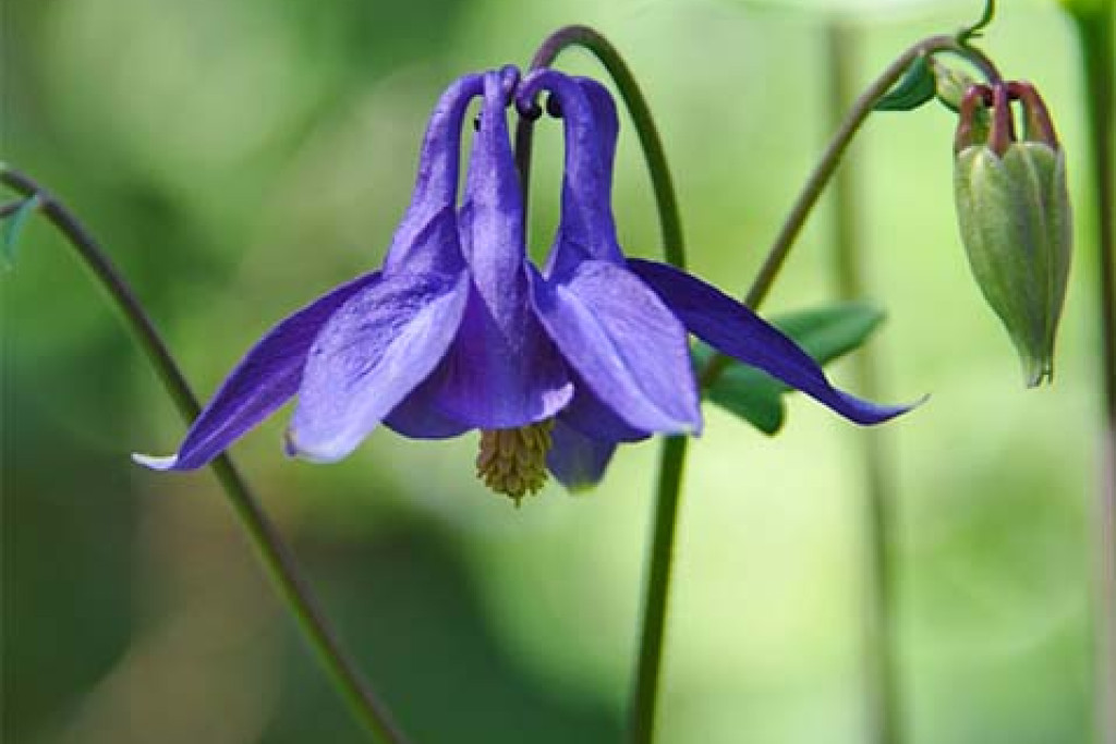 Wilde akelei - Aquilegia vulgaris