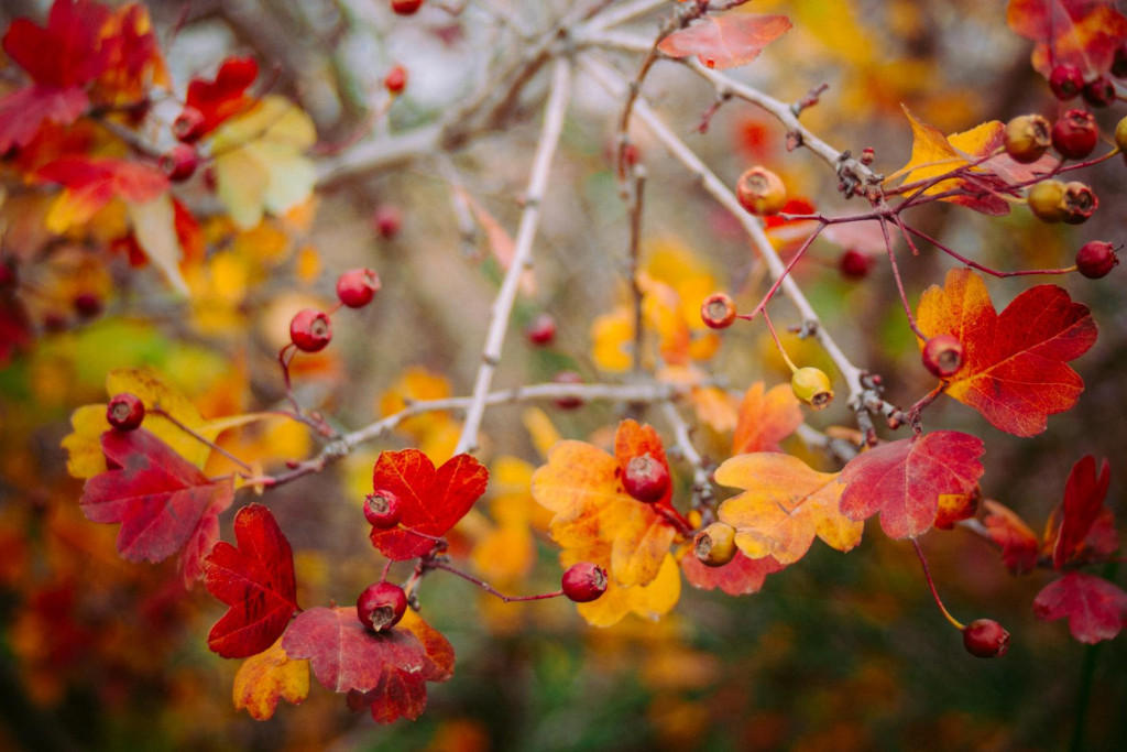  “De herfst is een tweede lente, waarin elk blad een bloem wordt”, zei Albert Camus.